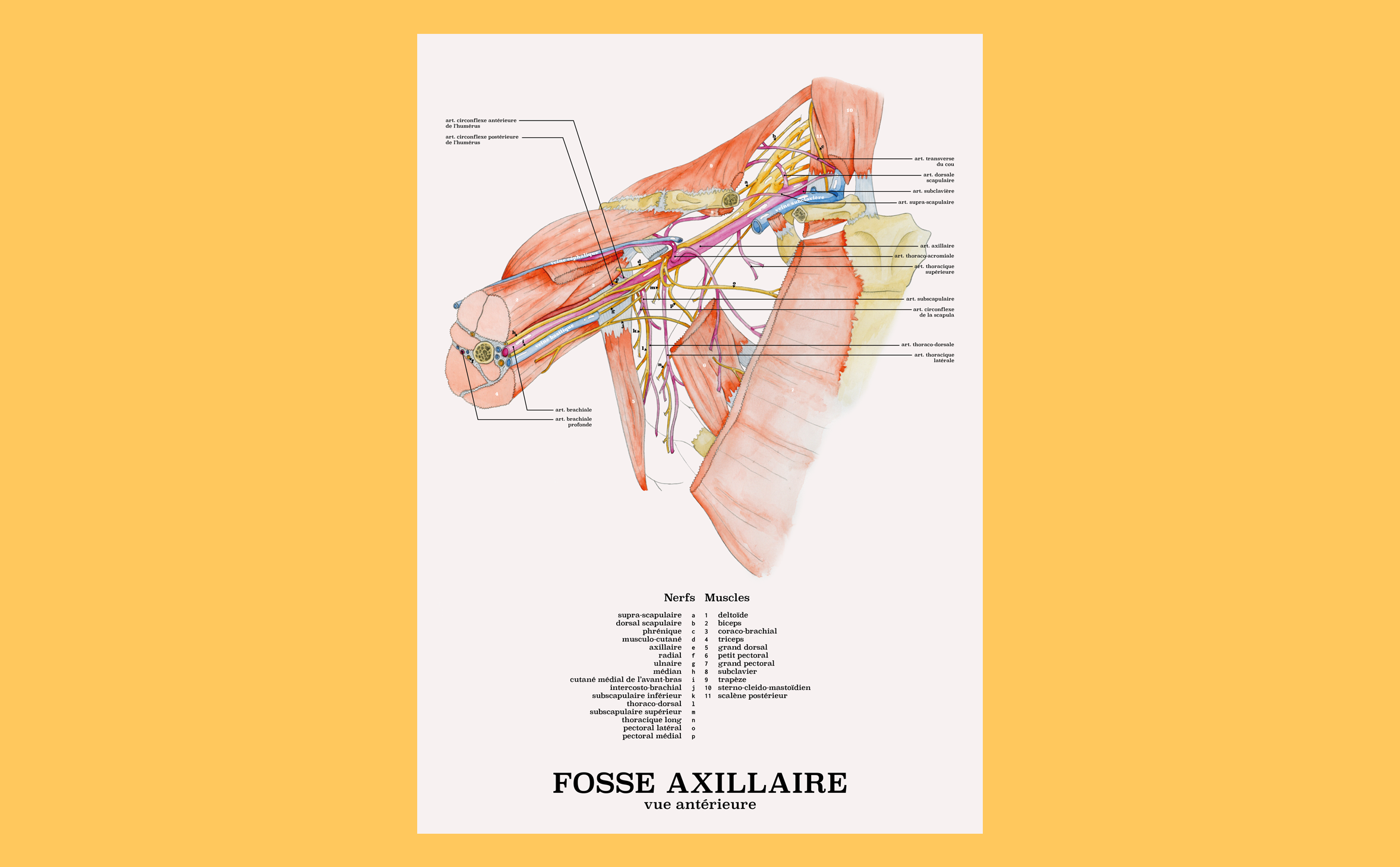 Anatomy illustration of the axillary fossa