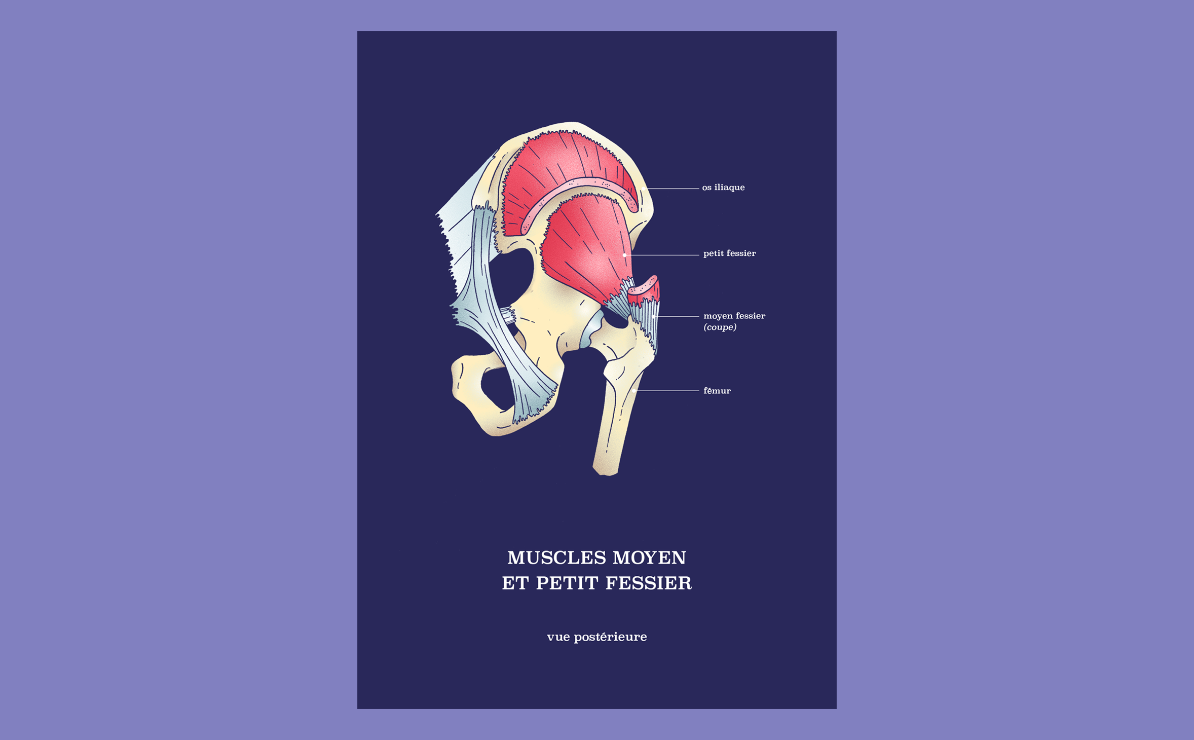 Anatomy illustration of the gluteus medius and small gluteal muscles