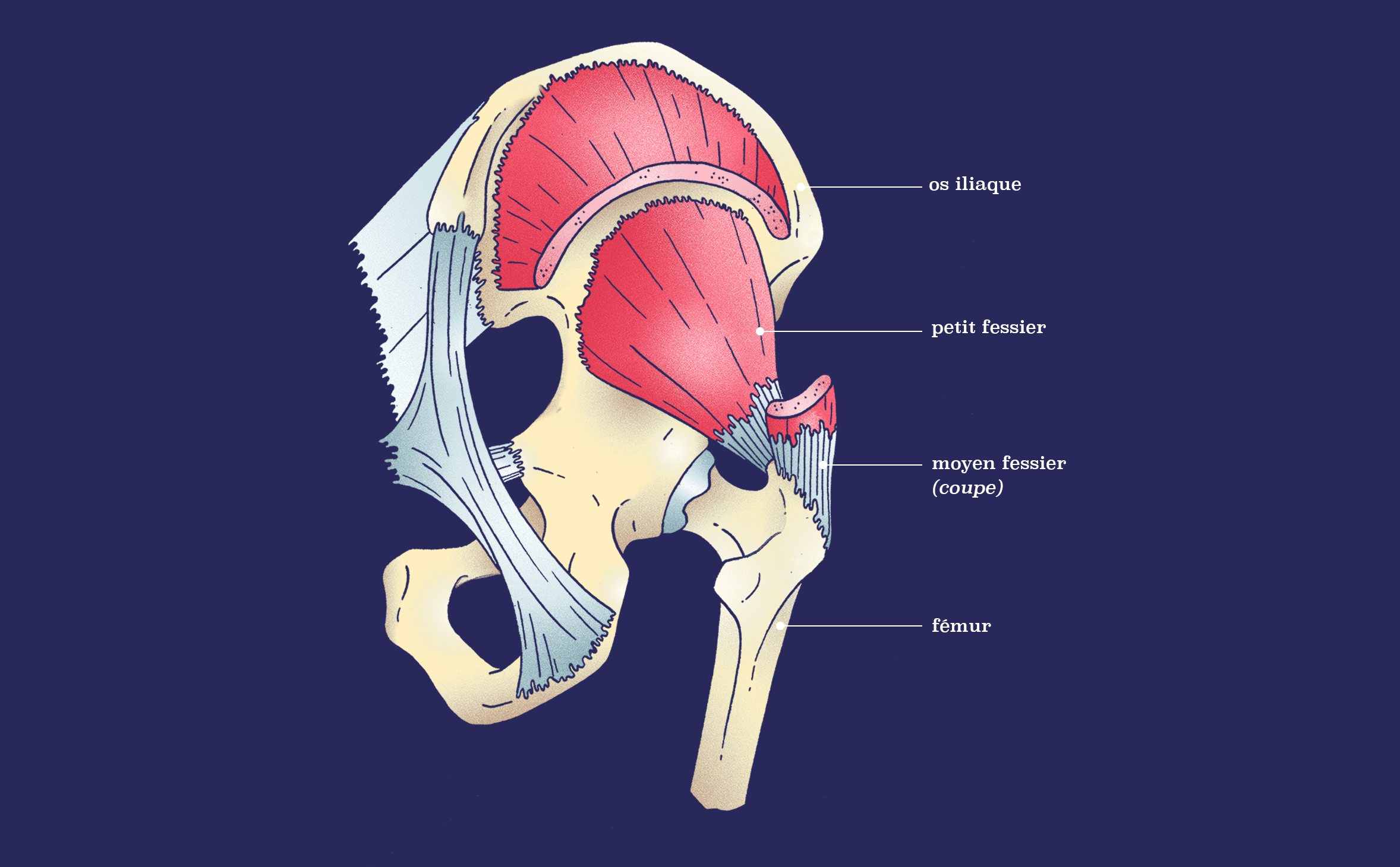 Gluteus medius and small gluteal muscles, detail